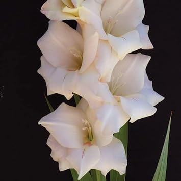 Cream White Gladiolus Flower seeds for Planting Full Bloom Heirloom & GMO Free Seeds For Home Garden 
 
 Sale for planting in home garden