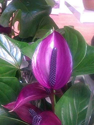 Dark Purple Anthurium Flower Seeds for Planting Cut Flower Favorite Heirloom & GMO Free Seeds for Home Garden
 
 Sale