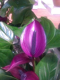 Dark Purple Anthurium Flower Seeds for Planting Cut Flower Favorite Heirloom & GMO Free Seeds for Home Garden
 
 Sale