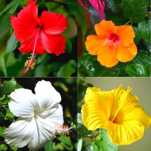 Army Green Hibiscus Flower seeds for Planting - Wildflower Mix, Heirloom & GMO Free Seeds for Home Garden