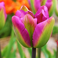 Green and Pink Tulip Flower Seeds for Planting