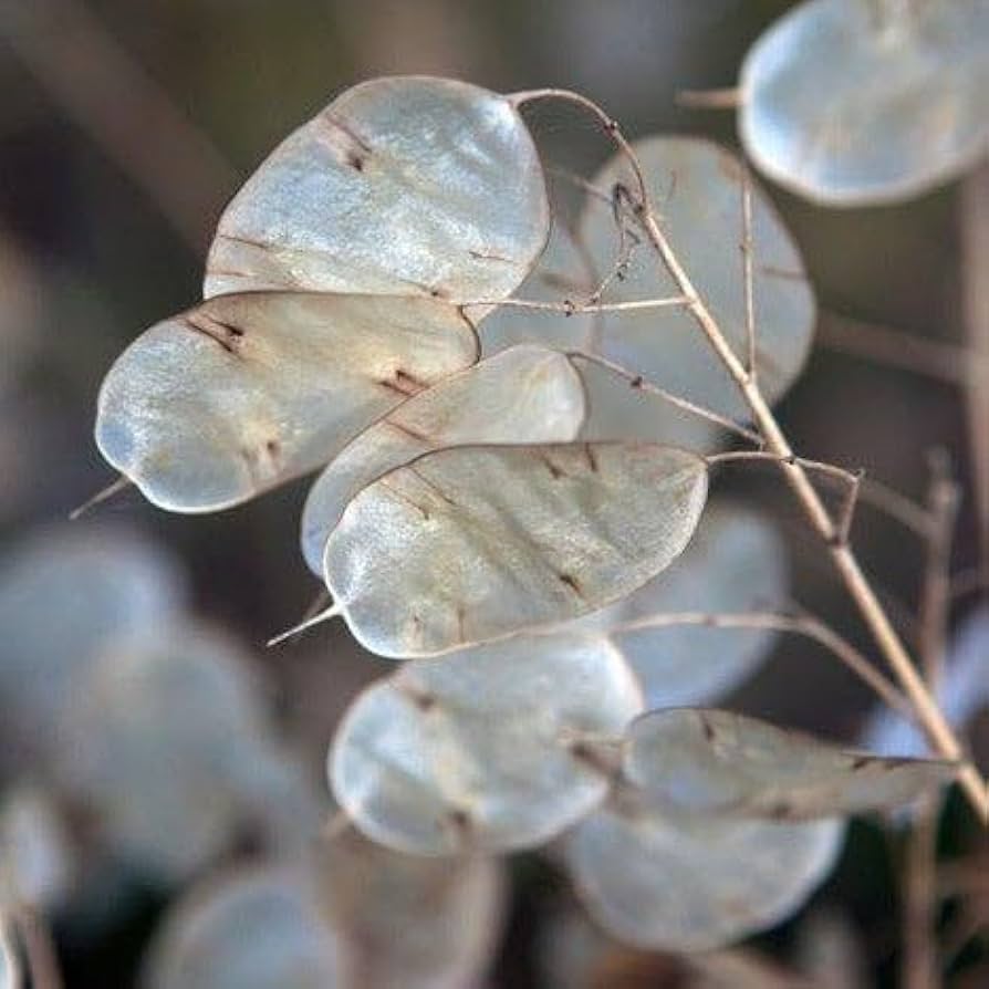 Lunaria Flower seeds for Planting Colorful Display Heirloom & GMO Free Seeds for Home Garden