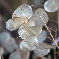 Lunaria Flower seeds for Planting Colorful Display Heirloom & GMO Free Seeds for Home Garden