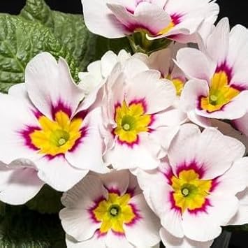 White (White Pink) seeds for planting in home garden