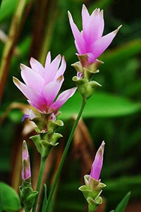 Purple Alismatifolia Flower Seeds for Planting Garden Favorite Heirloom & GMO Free Seeds for Home Garden
 
 Sale
