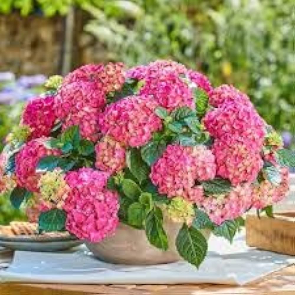 Thick Pink Hydrangea Flower seeds for Planting - Premium Quality, Heirloom & GMO Free Seeds for Home Garden