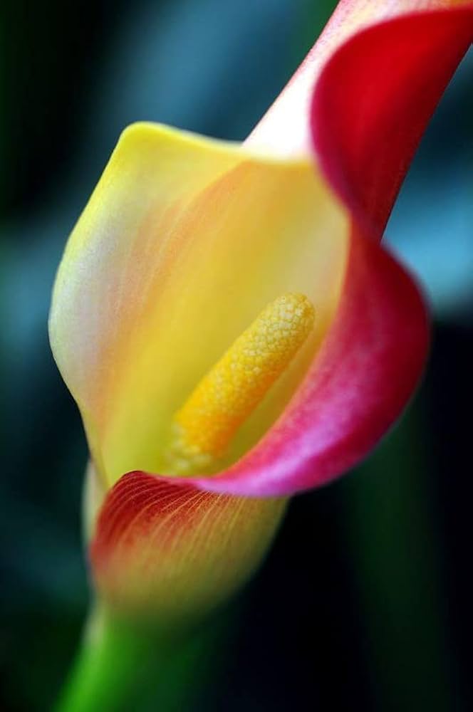 Yellow Red Calla Flower Seeds for Planting Vibrant Colors Heirloom & GMO Free Seeds for Home Garden
 
 Sale