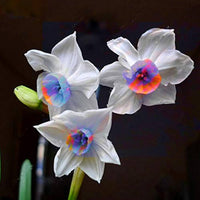Blue White Daffodils Flower seeds for Planting - Colorful Display, Heirloom & GMO Free Seeds for Home Garden
