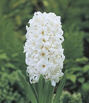 Hyacinthus Orientalis Flower seeds for Planting - Low Maintenance, Heirloom & GMO Free Seeds for Home Garden
 
 Sale for planting in home garden