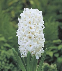 Hyacinthus Orientalis Flower seeds for Planting - Low Maintenance, Heirloom & GMO Free Seeds for Home Garden
 
 Sale for planting in home garden