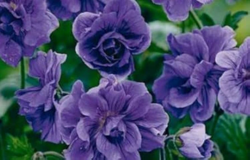Univalve Geranium Planting Seeds - Deep Blue Elegance for Your Garden