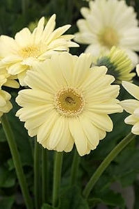 White Gerbera Vanilla Flower seeds for Planting - Garden Favorite, Heirloom & GMO Free Seeds for Home Garden