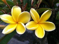 Yellow Egg Flower seeds for Planting - Hardy Variety, Heirloom & GMO Free Seeds for Home Garden