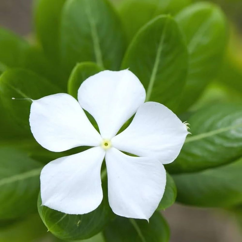 White Periwinkle Flower Seeds for Planting - Create Stunning Floral Arrangements