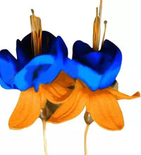 Orange Blue Fuchsia Hybrida Flower seeds for Planting Colorful Display Heirloom & GMO Free Seeds for Home Garden