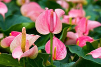 Light Pink Anthurium Flower Seeds for Planting Vibrant Colors Heirloom & GMO Free Seeds for Home Garden
 
 Sale