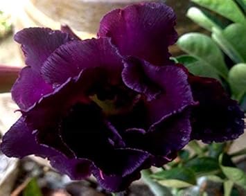 Purple Adenium Flower seeds for Planting - Shade Tolerant, Heirloom & GMO Free Seeds for Home Garden
 
 Sale for planting in home garden