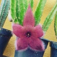 Stapelia Flower seeds for Planting Low Maintenance Heirloom & GMO Free Seeds for Home Garden 
 
 Sale for planting in home garden