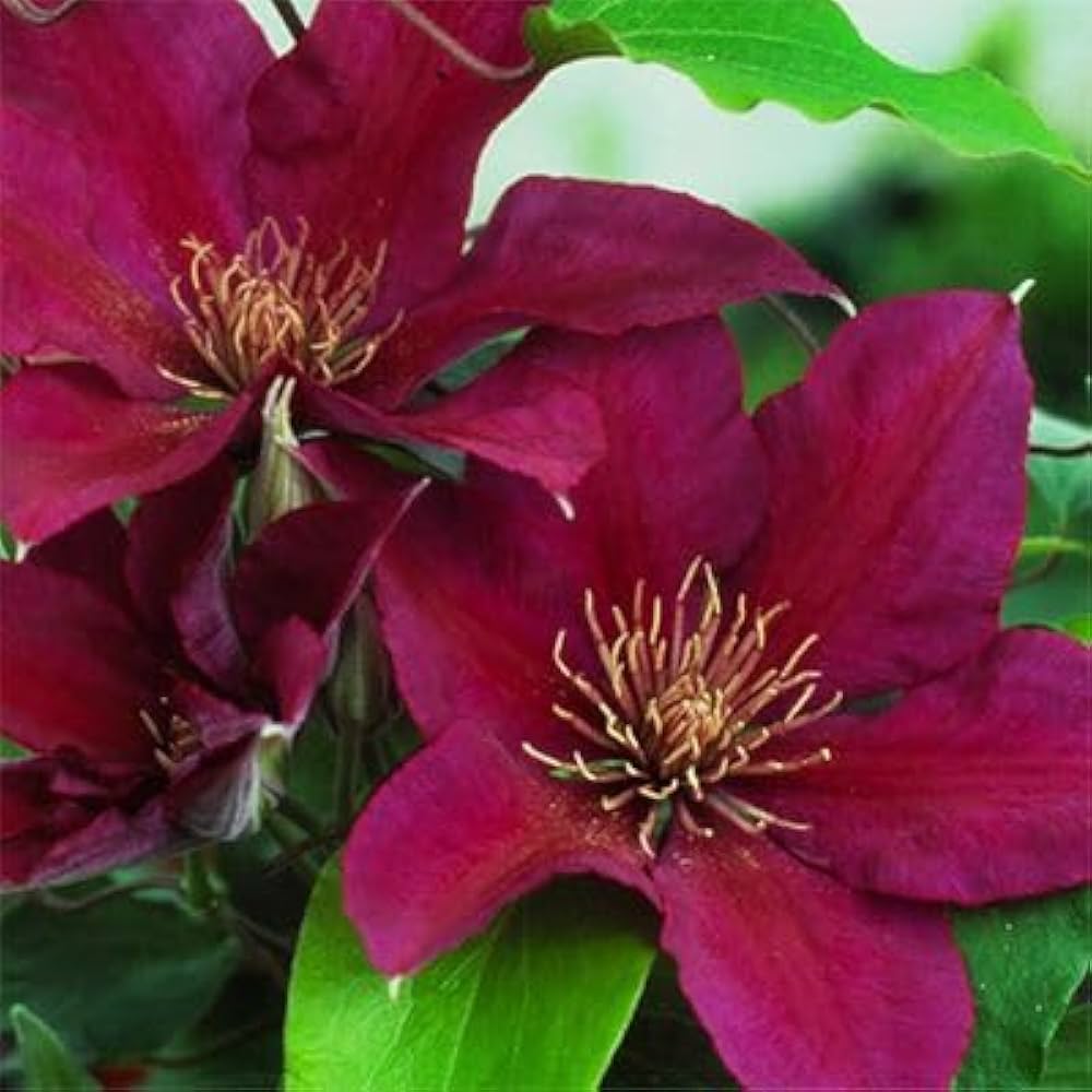 Dark Pink Clematis Flower Seeds Flower seeds for Planting Shade Tolerant Heirloom & GMO Free Seeds for Home Garden
