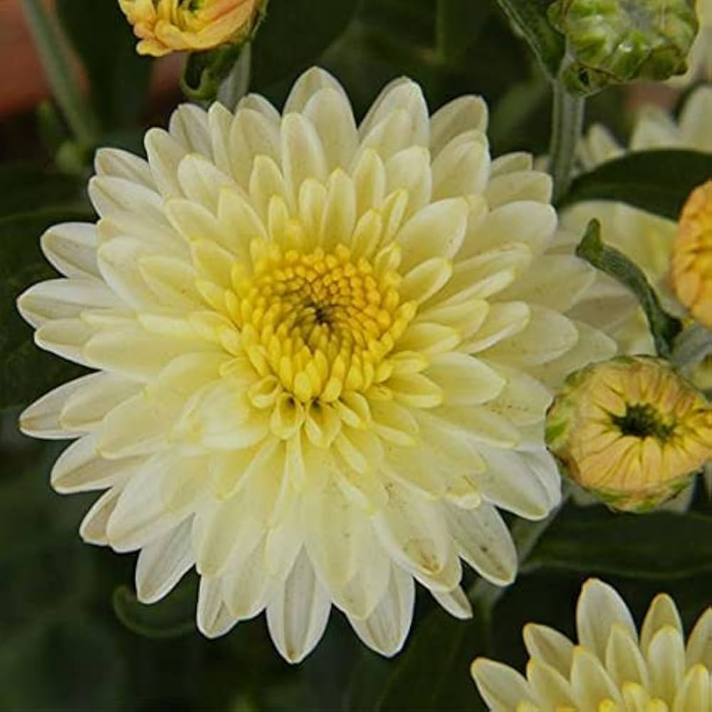 White Green Chrysanthemum Flower seeds for Planting - Pollinator Friendly, Heirloom & GMO Free Seeds for Home Garden