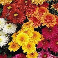 Chrysanthemum Flower seeds for Planting Garden Favorite Heirloom & GMO Free Seeds for Home Garden 
 
 Sale for planting in home garden