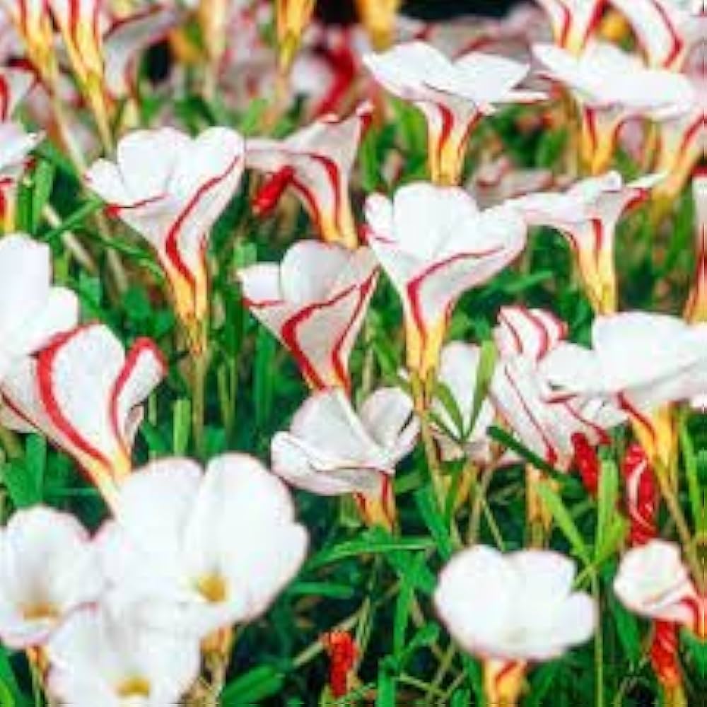 Orange Oxalis Versicolor Flower seeds for Planting - Premium Quality, Heirloom & GMO Free Seeds for Home Garden