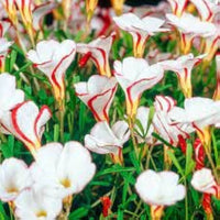 Orange Oxalis Versicolor Flower seeds for Planting - Premium Quality, Heirloom & GMO Free Seeds for Home Garden