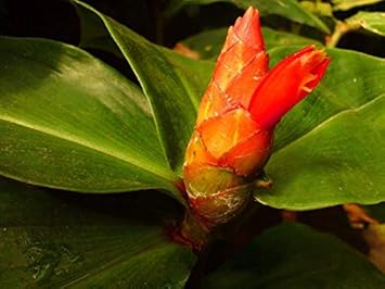 Orange Costus Flower seeds for Planting - Premium Quality, Heirloom & GMO Free Seeds for Home Garden
 
 Sale for planting in home garden.