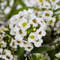 Heirloom White bonnet Flower seeds for Planting Bright Blooms Heirloom & GMO Free Seeds for Home Garden