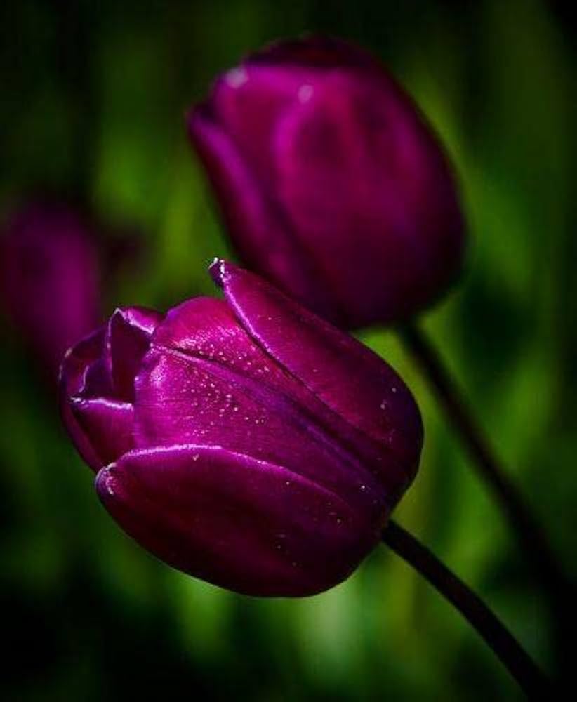 Dark Purple Tulip Flower Seeds for Planting Bright Blooms Heirloom & GMO Free Seeds for Home Garden
 
 Sale