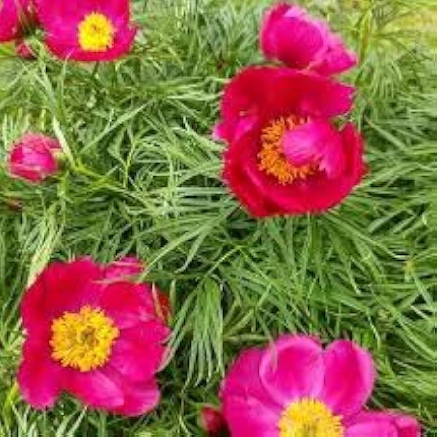 Fern Leaf Peony Pink Seeds for Planting - Elegant Perennial Blooms