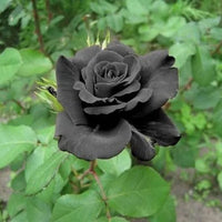 Black Rose Flower seeds for Planting Shade Tolerant Heirloom & GMO Free Seeds for Home Garden