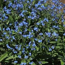 Cynoglossum Flower seeds for Planting Easy to Grow Heirloom & GMO Free Seeds for Home Garden 
 
 Sale for planting in home garden