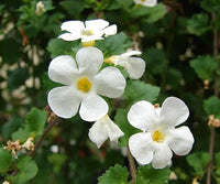 Bacopa Flower seeds for Planting - Sun Loving, Heirloom & GMO Free Seeds for Home Garden
 
 Sale for planting in home garden.
