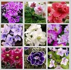 African Saintpaulia Flower Seeds - Flower seeds for Planting - Bright Blooms, Heirloom & GMO Free Seeds for Home Garden
 
 Sale for planting in home garden
