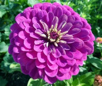Zinnia Flower Seeds For Vibrant Violet Blooms - Seed A Stunning Addition To Your Garden