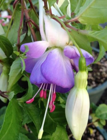 White Purple Fuchsia Hybrida Flower Seeds – Garden Favorite Heirloom & NonGMO
 
 Sale