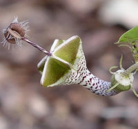 Ceropegia Flower seeds for Planting - Easy to Grow, Heirloom & GMO Free Seeds for Home Garden