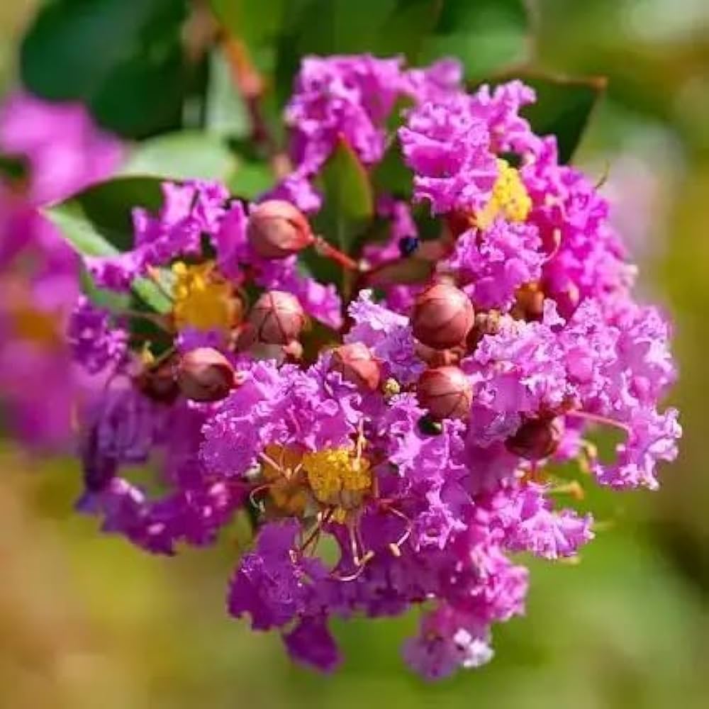 Myrtle Flower seeds for Planting Drought Tolerant Heirloom & GMO Free Seeds for Home Garden