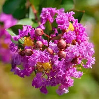 Myrtle Flower seeds for Planting Drought Tolerant Heirloom & GMO Free Seeds for Home Garden