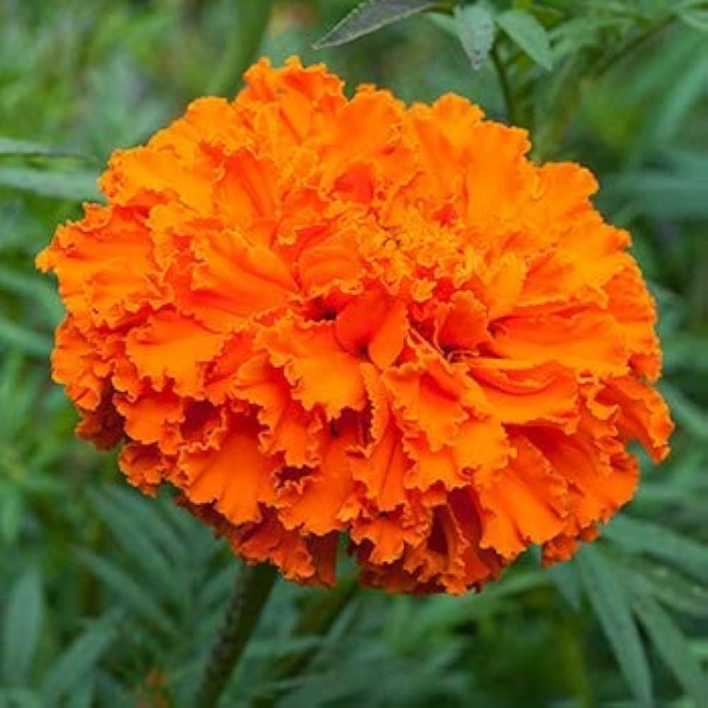 Marigold Orange Tagetes erecta Flower Seeds for Planting in Flower Bed
