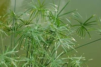 Egyptian Papyrus Flower seeds for Planting - Seasonal Bloomer, Heirloom & GMO Free Seeds for Home Garden
 
 Sale seeds for home garden