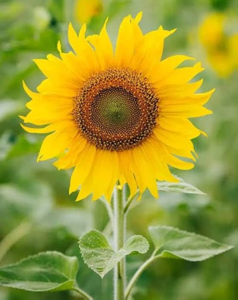 Yellow Sunflower Flower seeds for Planting - Low Maintenance, Heirloom & GMO Free Seeds for Home Garden