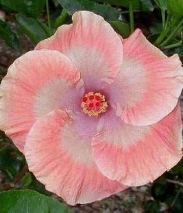 Peach Hibiscus Flower seeds for Planting Wildflower Mix Heirloom & GMO Free Seeds for Home Garden