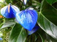 Blue Anthurium Linden Flower Seeds for Planting Seasonal Bloomer Heirloom & GMO Free Seeds for Home Garden
 
 Sale