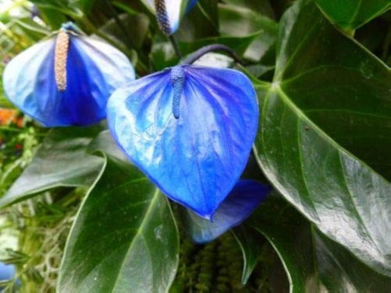 Blue Anthurium Linden Flower Seeds for Planting Seasonal Bloomer Heirloom & GMO Free Seeds for Home Garden
 
 Sale