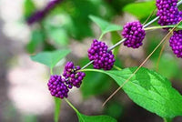 Callicar's Beerensamen Callicarpa spp Plant Seeds for Planting in Flower Bed and Garden