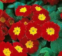 Clear Primrose Seeds for Beautiful Yellow Flowers