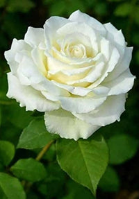 Cream Dragon Rose Flower seeds for Planting - Shade Tolerant, Heirloom & GMO Free Seeds for Home Garden