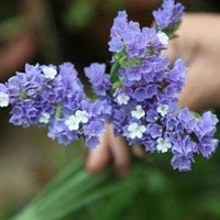 Limonium Flower seeds for Planting Cut Flower Favorite Heirloom & GMO Free Seeds for Home Garden 
 
 Sale for planting in home garden